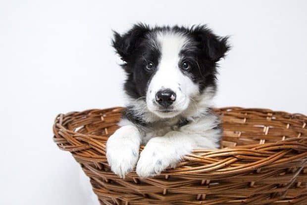 image of a cute dog